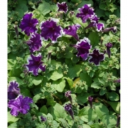 Однолетние растения