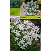 Орнитогалум Balansae