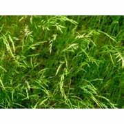 Овсяница красная 20кг