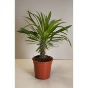 Пахиподиум Ламера