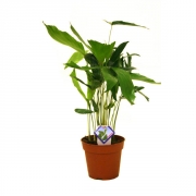 Пальма Кариота