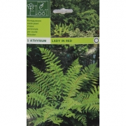 Папортник Lady in red