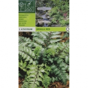 Папортник Ursula red