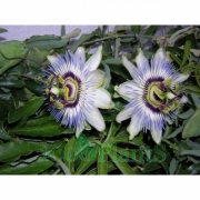Пассифлора