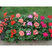 Пеларгония зональная