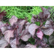 Перилла полукустарниковая