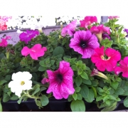 Петуния гибридная 