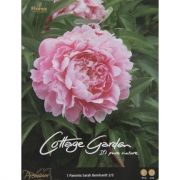 Пион Sarah Bernhardt