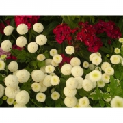 Пиретрум девичий