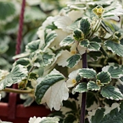 Плектрантус колеусовидный в кашпо