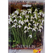 Подснежник Нивалис Простой 10шт