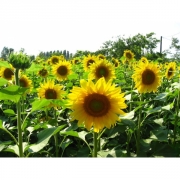 Подсолнечник однолетний