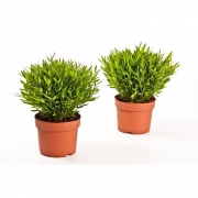 Погонатерум