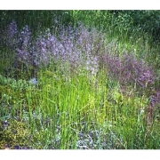 Полевица тонкая "Хайленд" 20кг