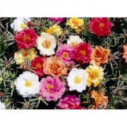 Портулак  крупноцветный