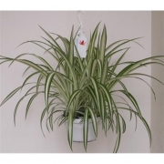 Хлорофитум