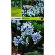 Пушкиния Либанотика(Liebanotica)