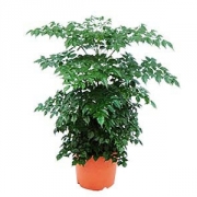 Радермахера