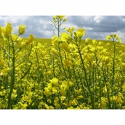 Рапс яровой 1кг