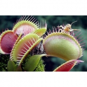 Растения хищники