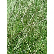Райграс пастбищный 20кг