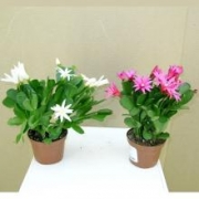 Рипсалидопсис