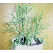 Рипсалис Микс