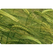 Рожь озимая 1кг