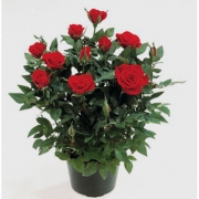 Розы в горшках