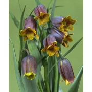 Рябчик UVA VULPUS