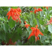 Сальвия пестрая