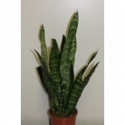 Сансевиерия