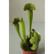 Саррацения