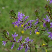 Сцевола в кашпо