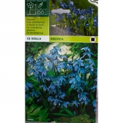 Сцилла Сиберика(Siberica)