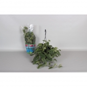 Сциндапсус