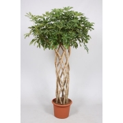 Шефлера арб. Компакта