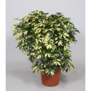 Шефлера арб. Тринетте