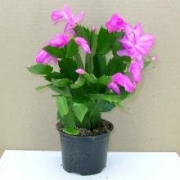 Шлюмбергера (зигокактус) ассорти