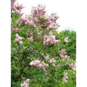 Сирень сортовая