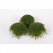 Солейролия