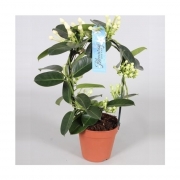 Стефанотис Флорибунда