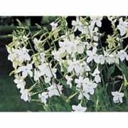 Табак лесной