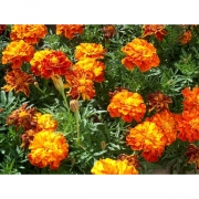 Тагетес отклонённый