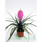 Тилландсия