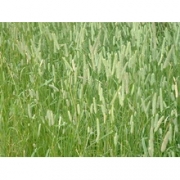 Тимофеевка луговая 20кг