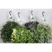 Традесканция