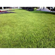 Травосмесь "Городская" 1кг