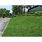 Травосмесь "Придорожная" 10кг