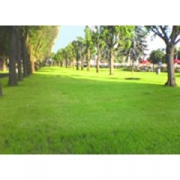 Травосмесь "Садово-парковая" 1кг